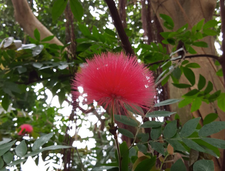 Calliandra haematocephala, commonly called red powder puff. Native to Borneo.